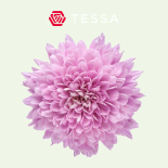 Tessa Krüsanteem