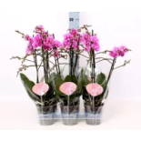 .Phalaenopsis Multifl / Kuuking Multiflora