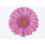 Gerbera