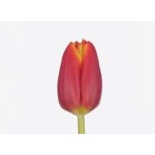 Tulp