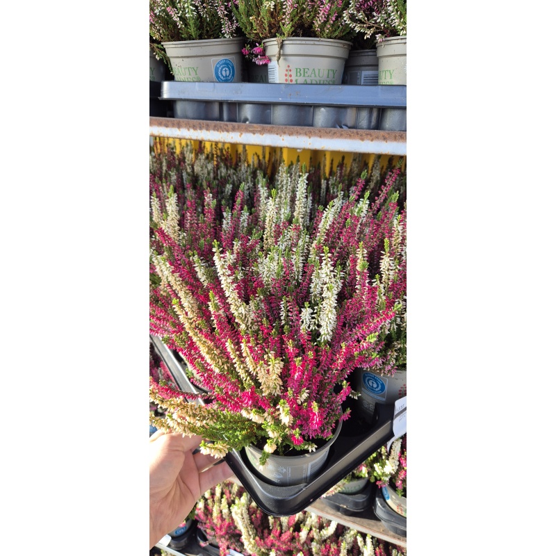 Calluna vulg Kanarbik beauty-ladies mix 2 col 12cm