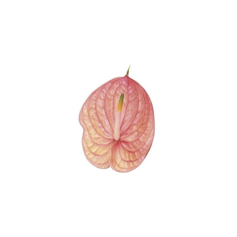 Anthurium Flamingolill Nunzia @ Floratrade Lillede Hulgi- ja jaemk
