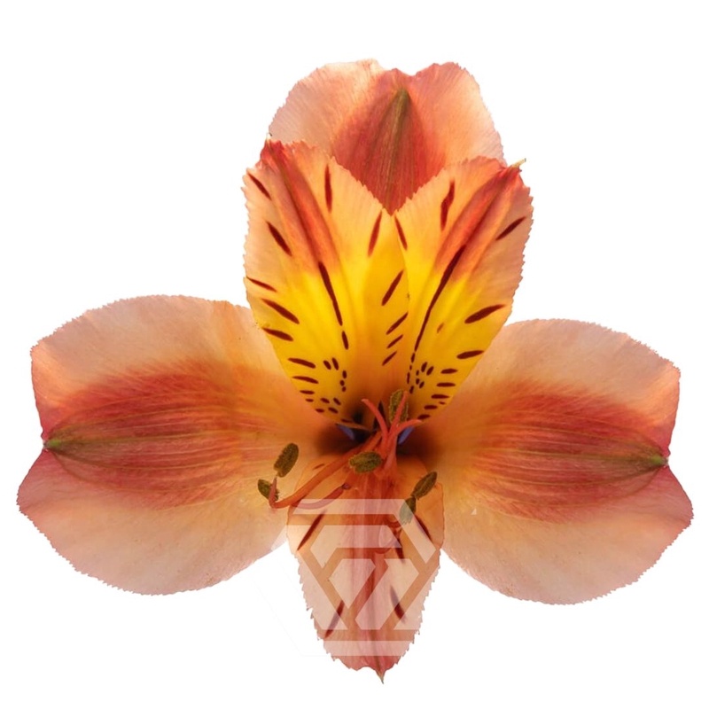 ALSTR ORANGE QUEEN 90CM @ Floratrade Lillede Hulgi- ja jaemüük