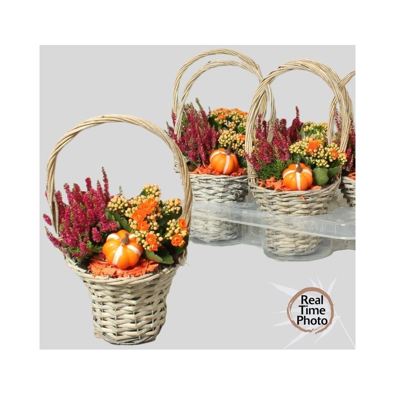 Arrangementen garden plants 15cm