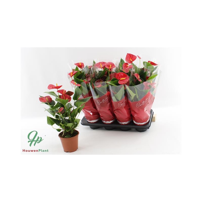 Anthurium andreanum Success Red 14cm @ Floratrade Lillede Hulgi- ja jaemk
