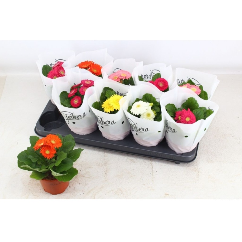 Gerbera mix 12cm