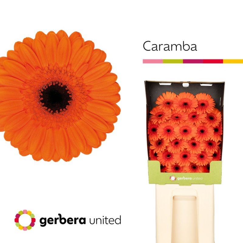 Gerbera MINI Diamond Caramba*25