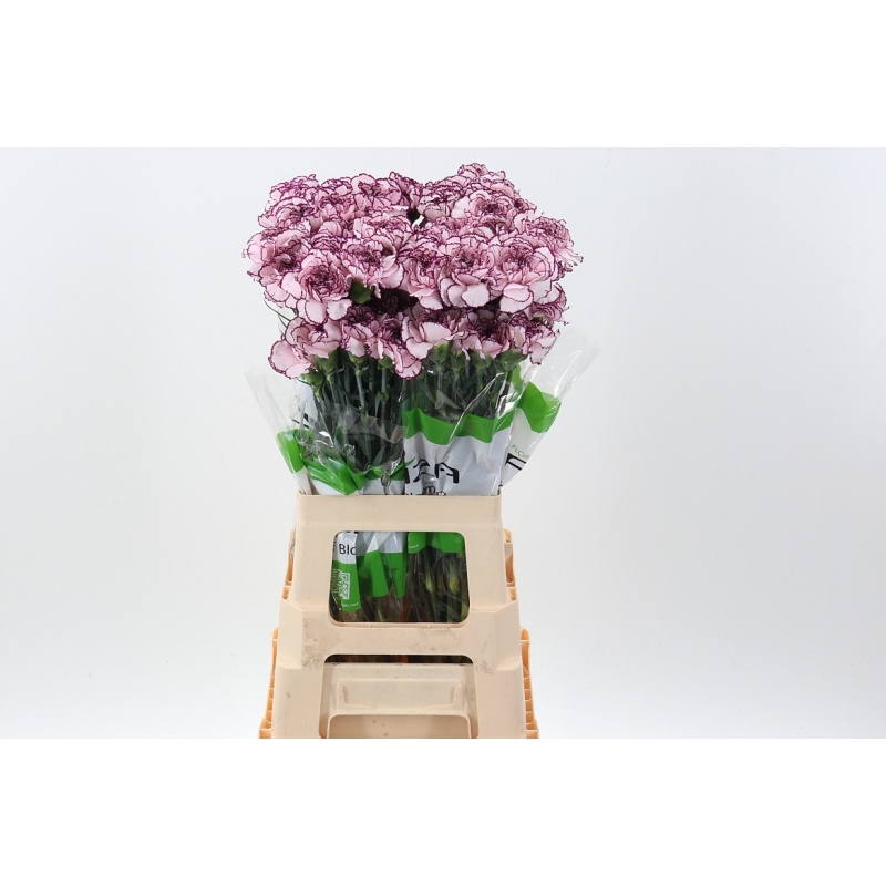 Dianthus Nelk ST Damascus*20
