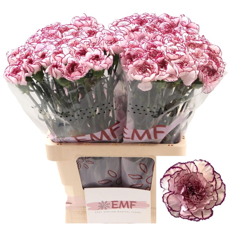 Dianthus Nelk ST Damascus*20
