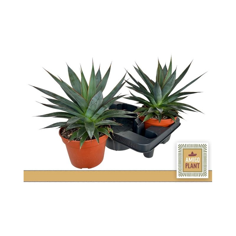 Agave shaka koko 15cm @ Floratrade Lillede Hulgi- ja jaemk