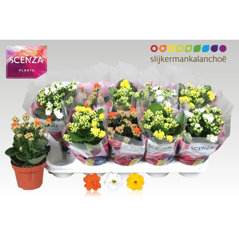 Kalanchoe blos double mix 3 colours 12cm