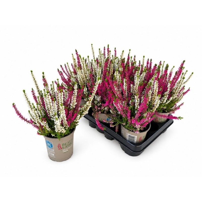 Calluna vulg Kanarbik beauty-ladies mix 2 col 12cm