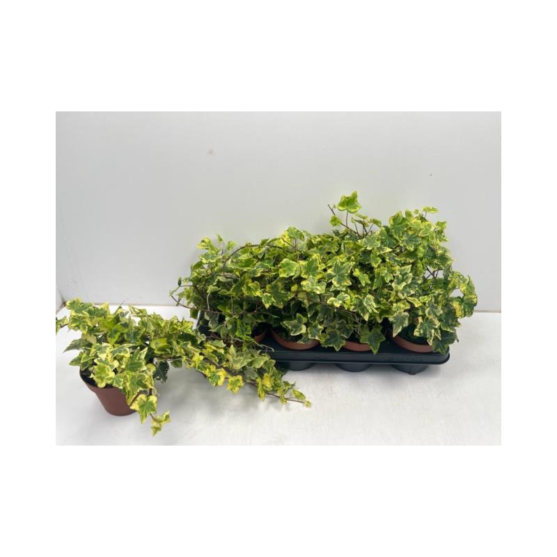 Hedera golden kolibri 030 @ Floratrade kukkien tukkukauppa