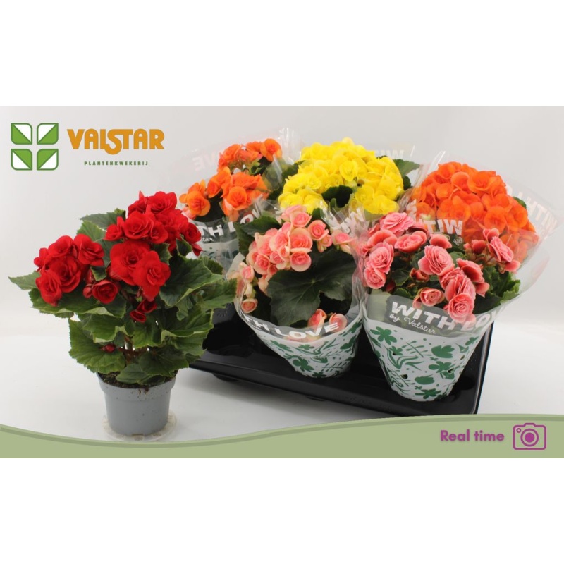 Begonia Begoonia elatior double flowered mix 13cm