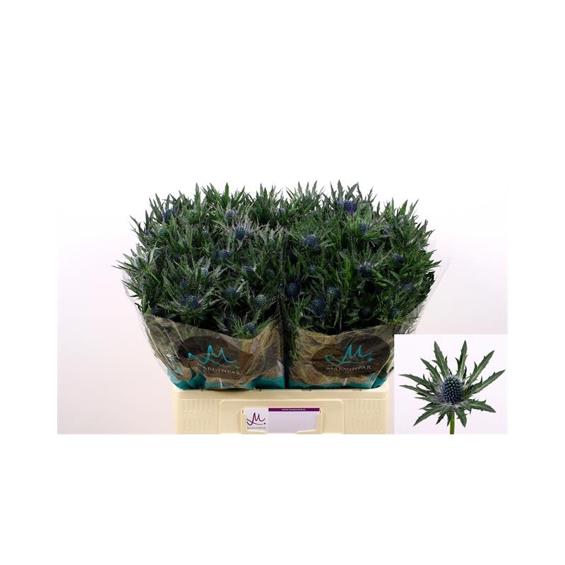 Eryngium Ogaputk Orion Qstar 60cm Floratrade Lillede Hulgimüük