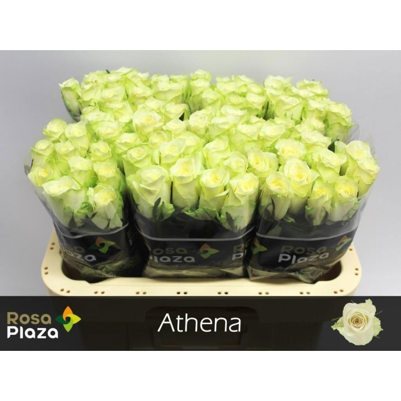 Roos 60cm Athena (Rosa Plaza)
