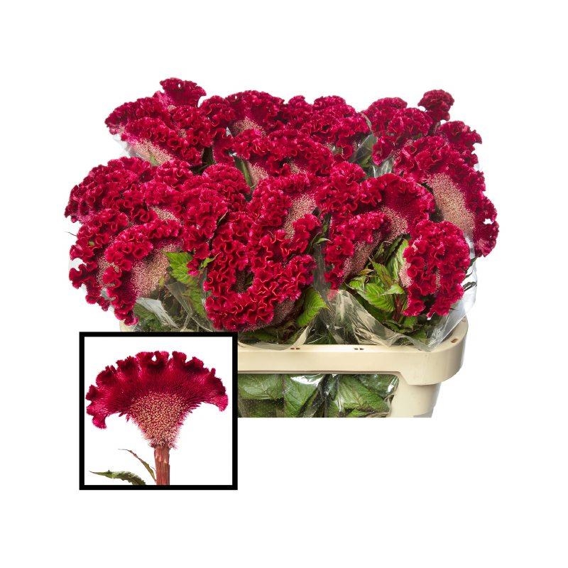 Celosia Mätashari 75cm Red King @ Floratrade lillede jae ja hulgimüük