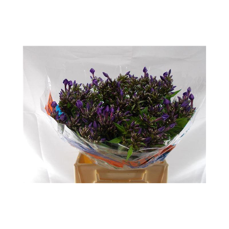 Phlox Flox Van Gogh 45cm Floratrade Lillede Hulgim k