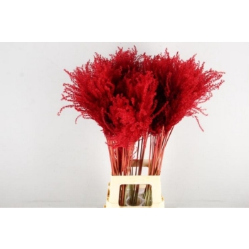 Miscanthus paint rood.jpg