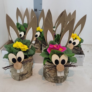 arr ind. plants.jpeg