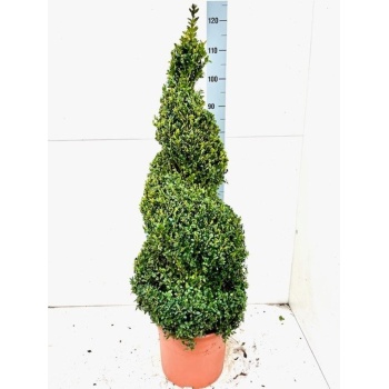 buxus h115.jpeg
