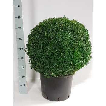 buxus p29.jpeg