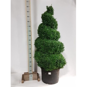 buxus p50.jpeg