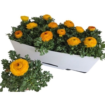 ranunc. sparkles yellow.jpeg