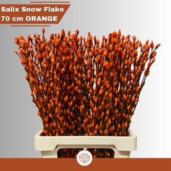 salix orange.jpeg