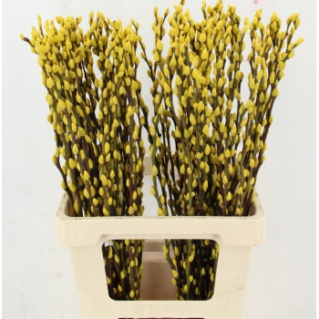 salix yellow.jpeg