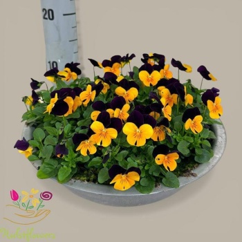 viola orange up.jpeg