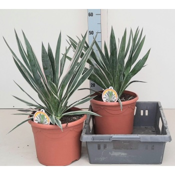 yucca variegata.jpeg