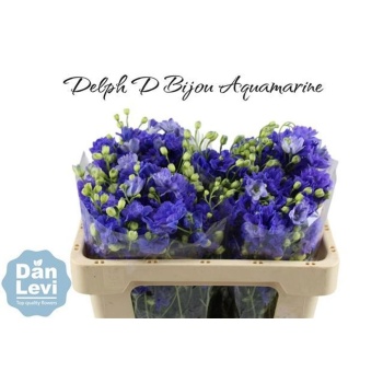 delph. aquamar5.jpeg