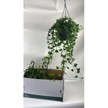 hedera wilco.jpeg