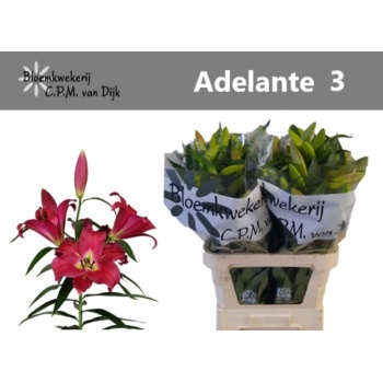 liilia adelante.jpeg