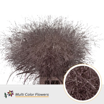 panicum champagne.jpeg