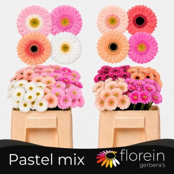 pastel mix.jpeg