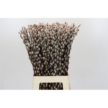 pussy willow red.jpeg