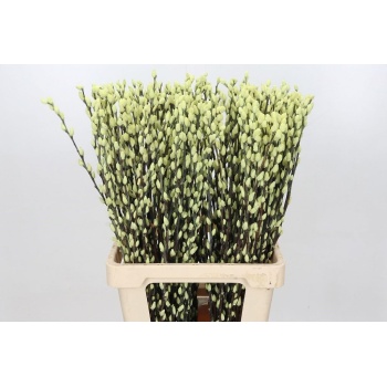 salix natural green.jpeg