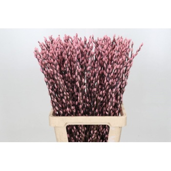 salix pink.jpeg