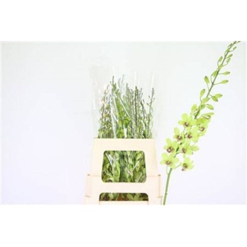 dendrobium green.jpeg