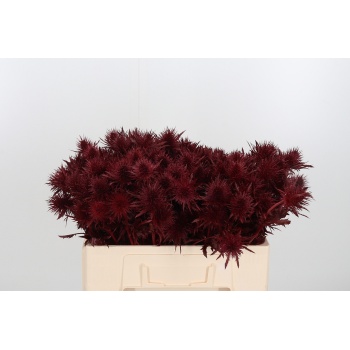 eryngium bordeaux.jpeg eryngium bordeaux.jpeg