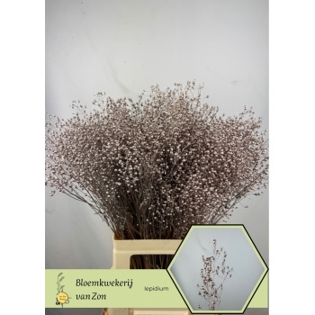 lepidium champagne.jpeg