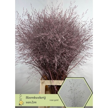 panicum rose gold.jpeg