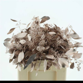 populus gr champ.jpeg