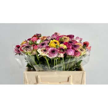 ranunculus cappuccino.jpeg