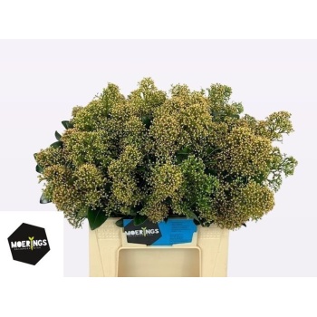 skimmia snow white.jpeg