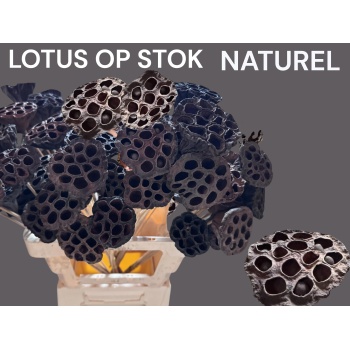 stick lotus.jpeg