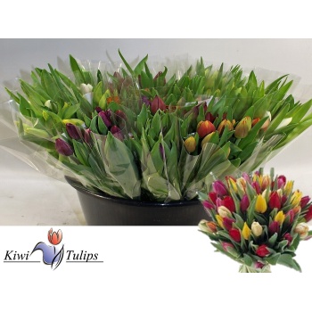 tulp mix.jpeg