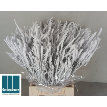 vaccinium paint.jpeg